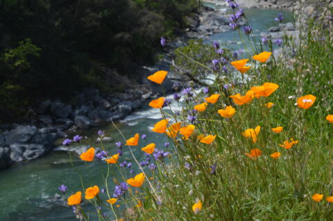 A Day for Mother Earth: CalRecycle’s Earth Day Tips